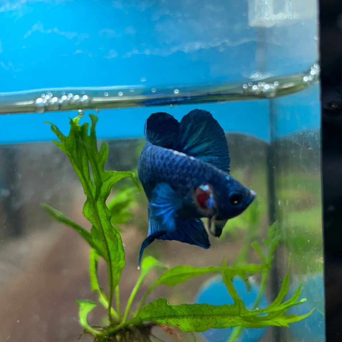 Plakat Blue Male Betta