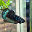 Plakat Blue Mamba Male Betta 154