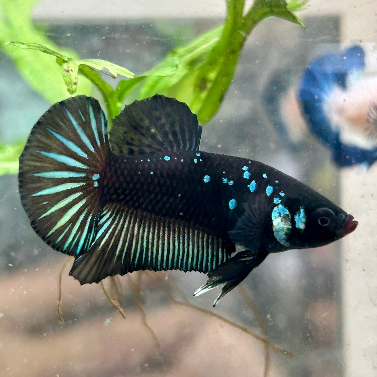 Plakat Blue Mamba Male Betta #154 - JustFishyThing