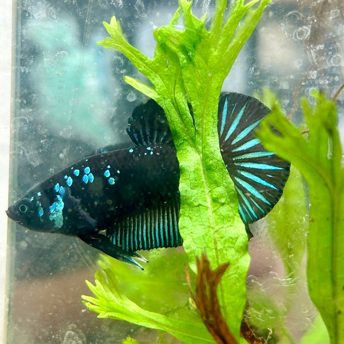 Plakat Blue Mamba Male Betta 154