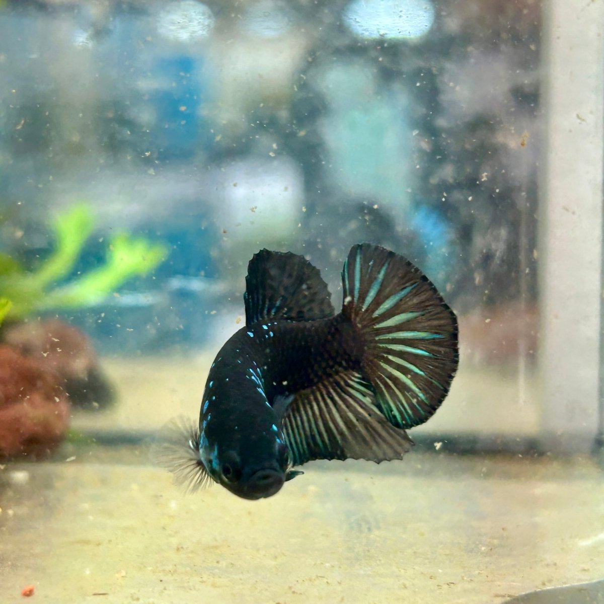 Plakat Blue Mamba Male Betta 154