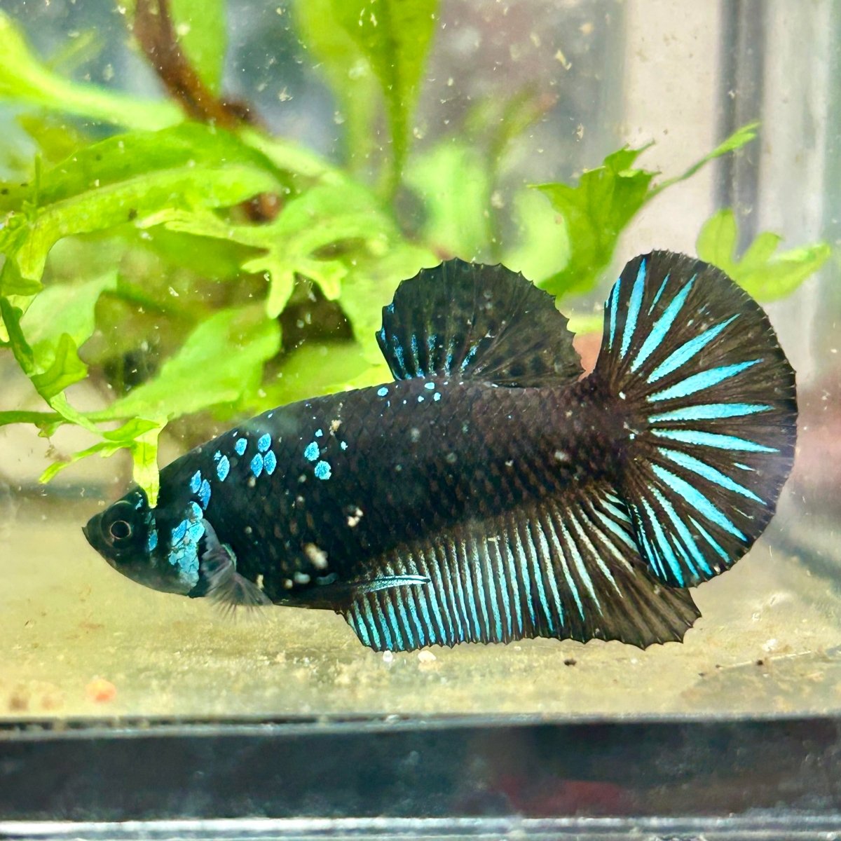 Plakat Blue Mamba Male Betta 154