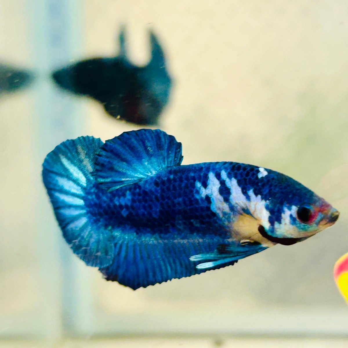 Plakat Blue Marble Male Betta 013