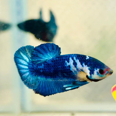 Plakat Blue Marble Male Betta 013