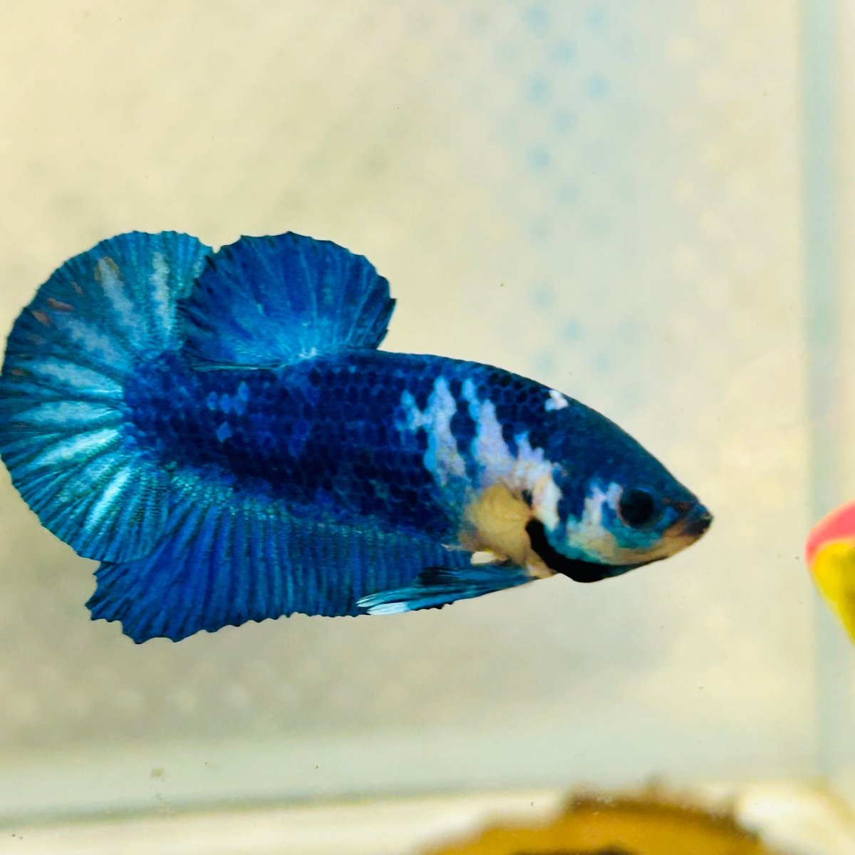 Plakat Blue Marble Male Betta 013