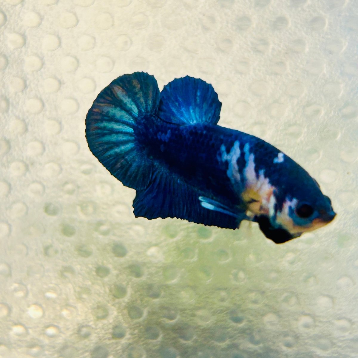 Plakat Blue Marble Male Betta 013