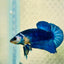 Plakat Blue Marble Male Betta 013