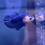 Plakat Blue Marble Male Betta N125