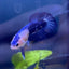 Plakat Blue Marble Male Betta N125