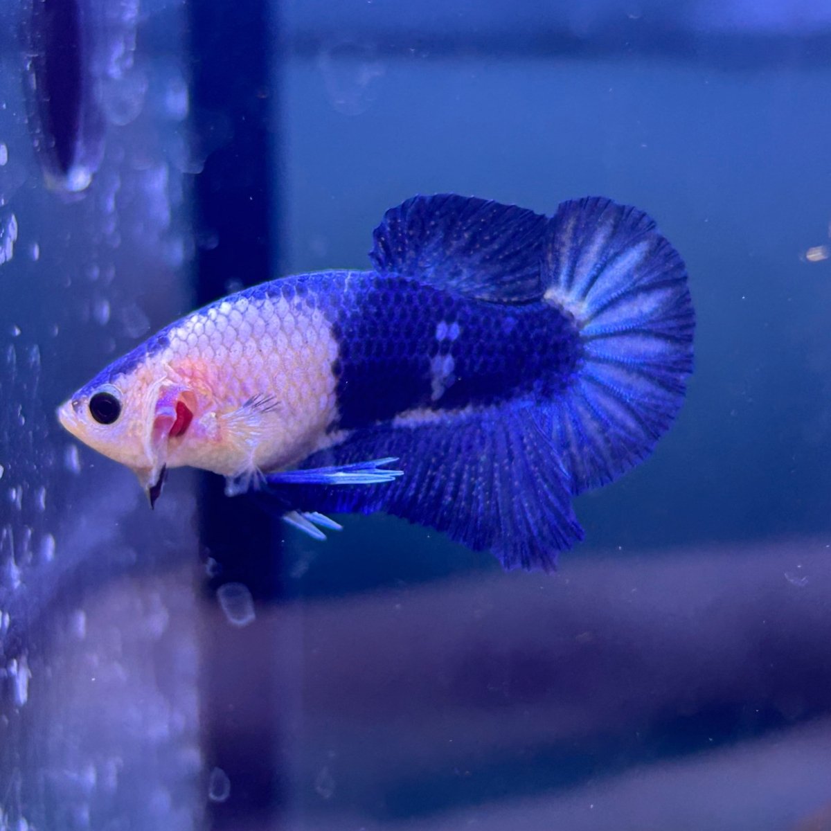 Plakat Blue Marble Male Betta N125