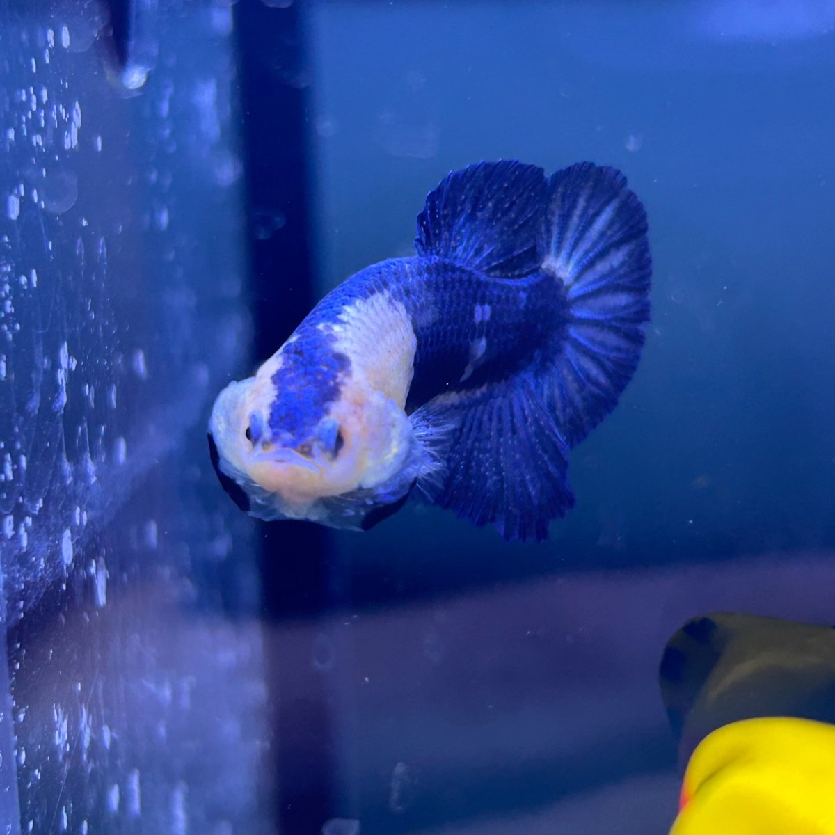 Plakat Blue Marble Male Betta N125