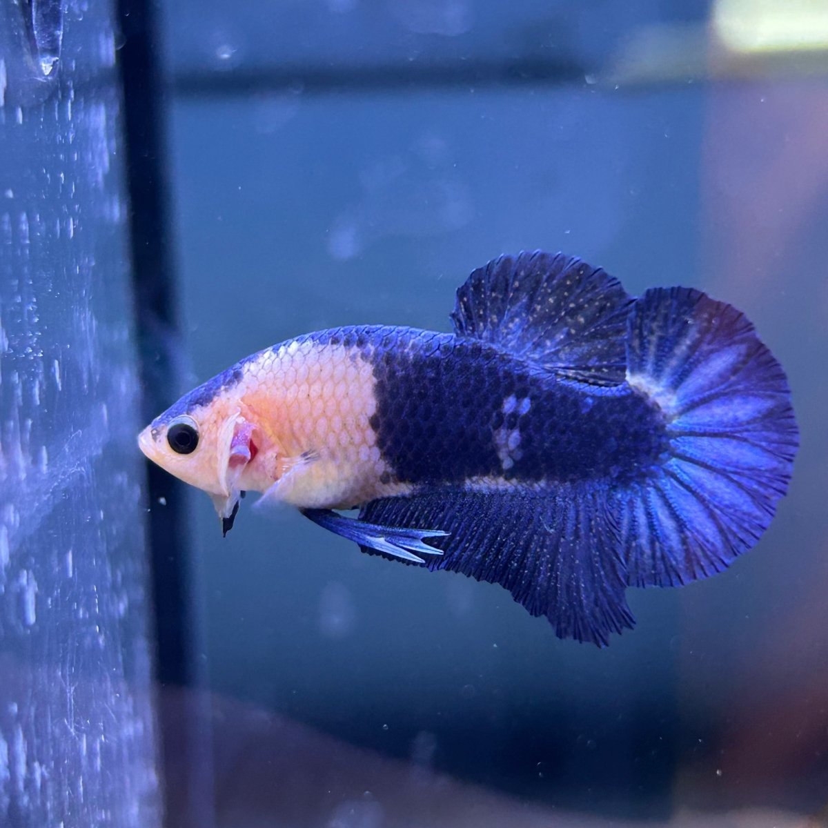 Plakat Blue Marble Male Betta N125