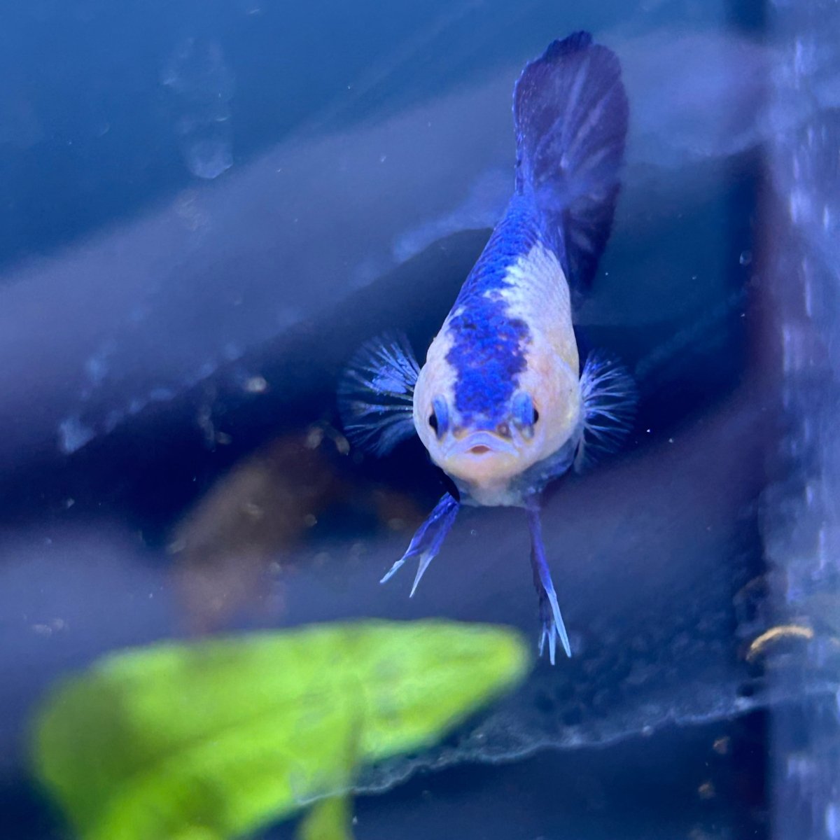 Plakat Blue Marble Male Betta N125