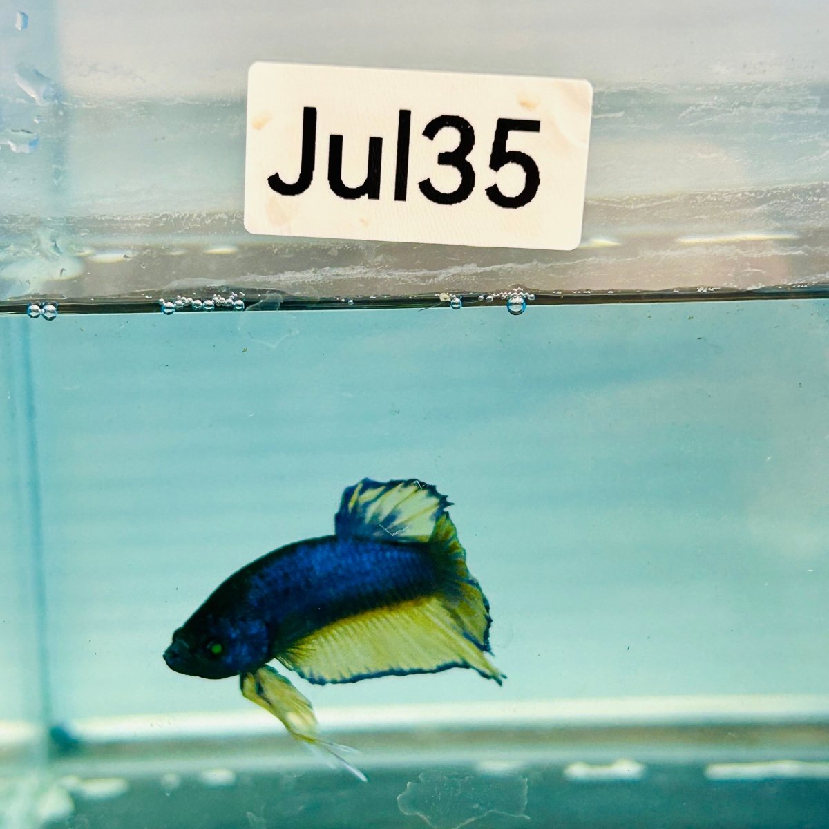 Plakat Blue Mustard Gas Neon Male Betta #Jul35