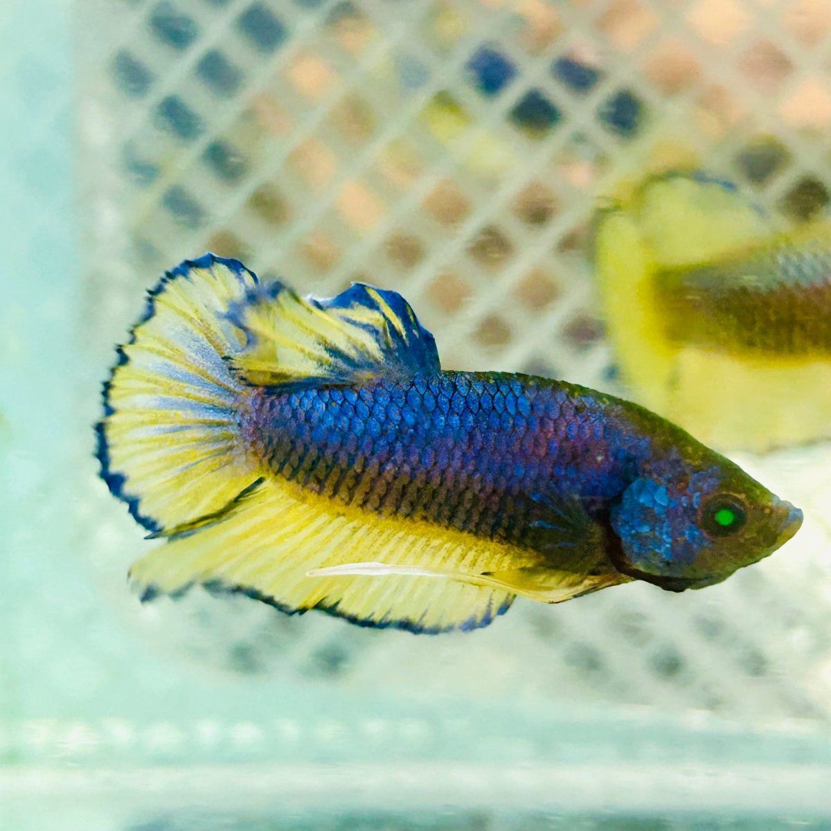 Plakat Blue Mustard Gas Neon Male Betta #Jul35