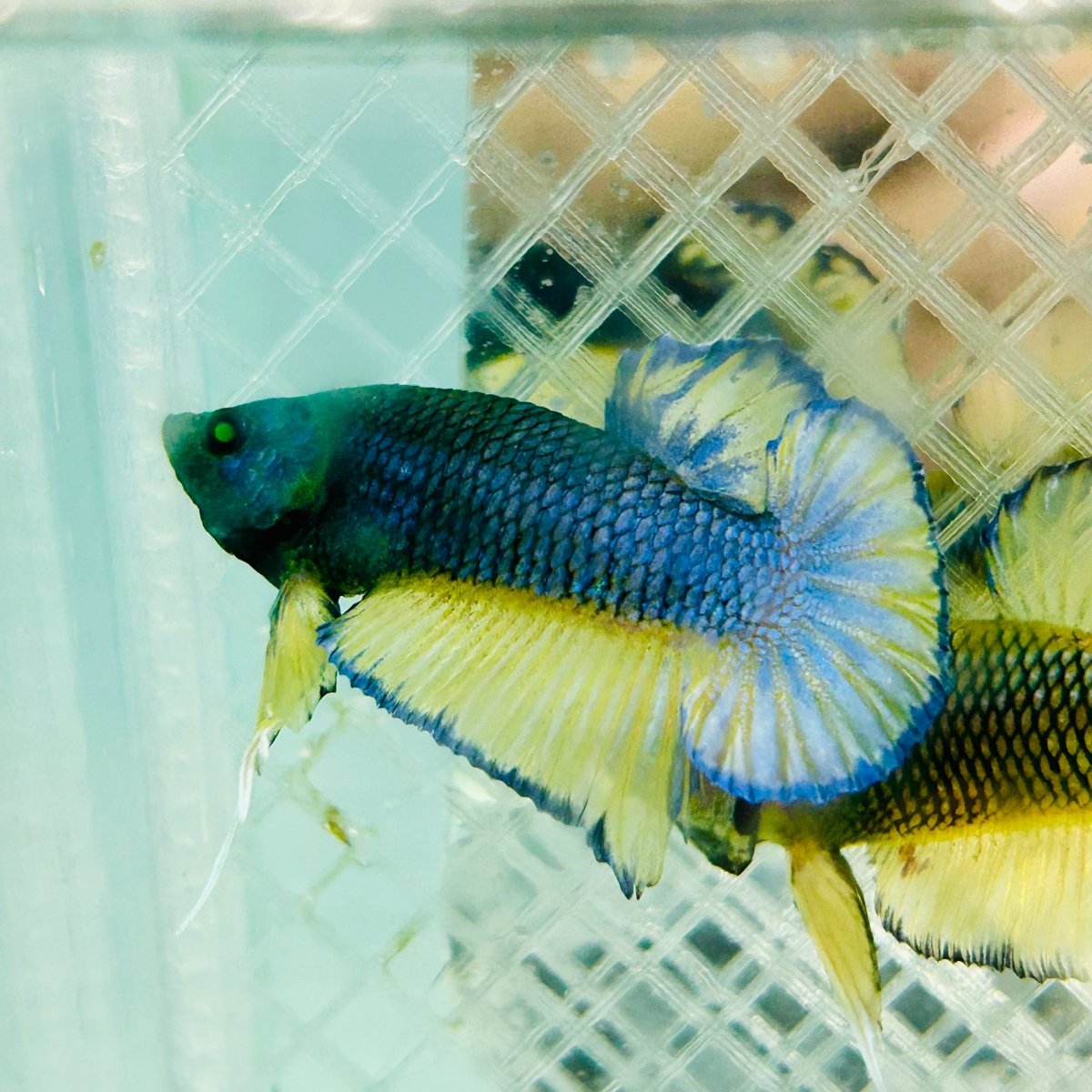 Plakat Blue Mustard Gas Neon Male Betta #Jul35