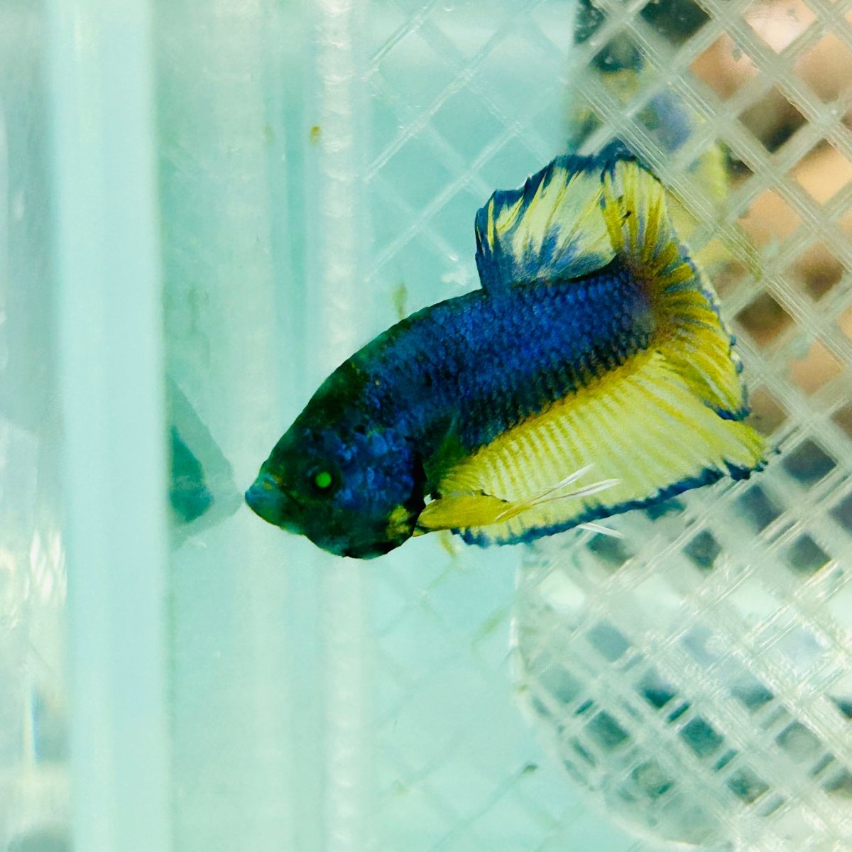 Plakat Blue Mustard Gas Neon Male Betta #Jul35