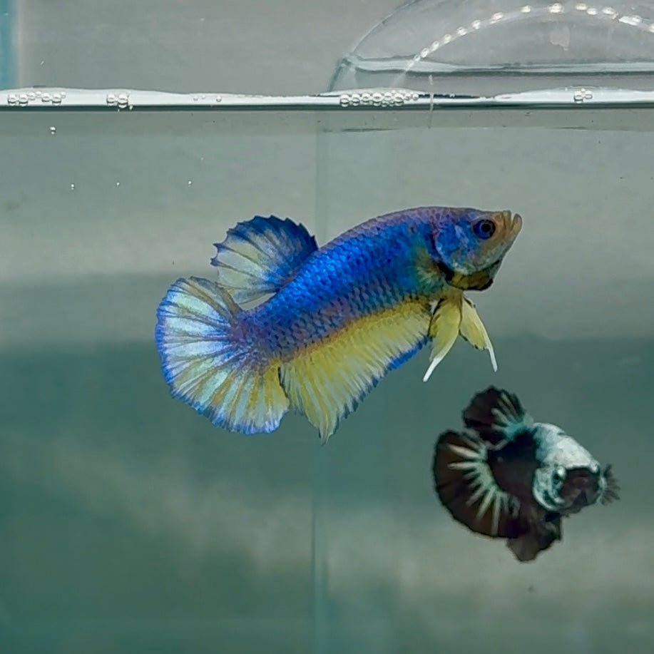 Plakat Blue Pastel Male Betta #Au64