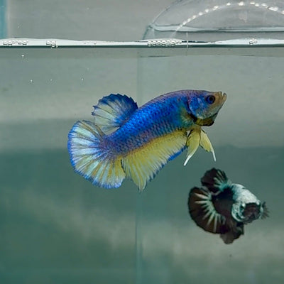Plakat Blue Pastel Male Betta Au64 Male betta
