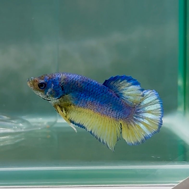 Plakat Blue Pastel Male Betta #Au64