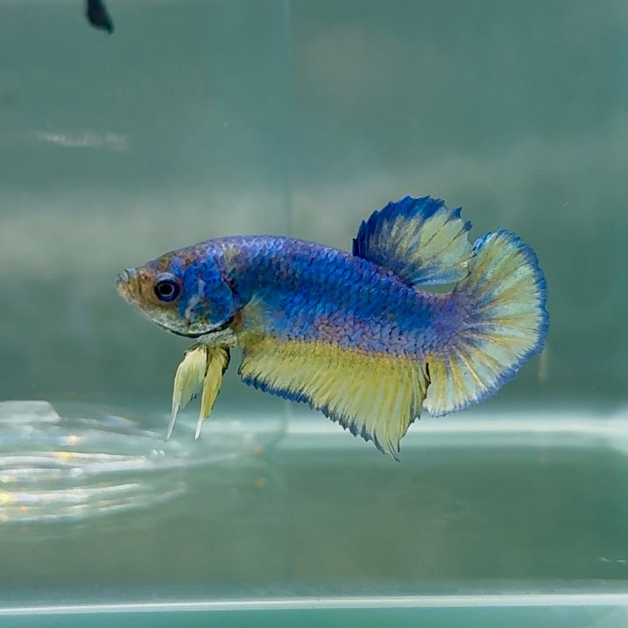 Plakat Blue Pastel Male Betta Au64 Male betta