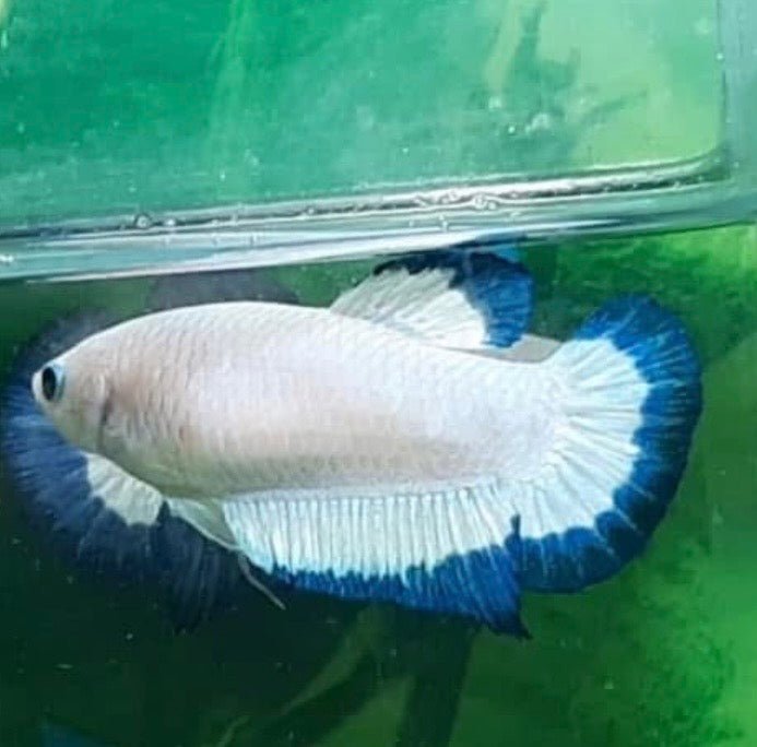 Plakat Blue Rim Female Betta
