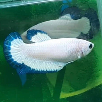 Plakat Blue Rim Female Betta