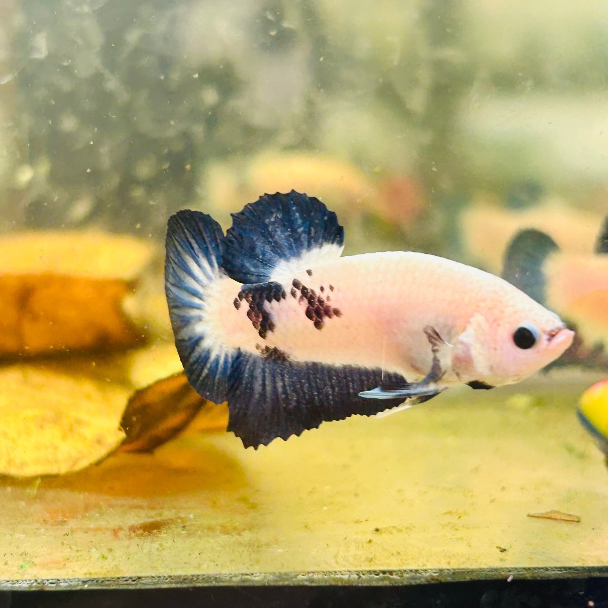 Plakat Blue Rim Male Betta 006