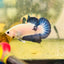Plakat Blue Rim Male Betta 006