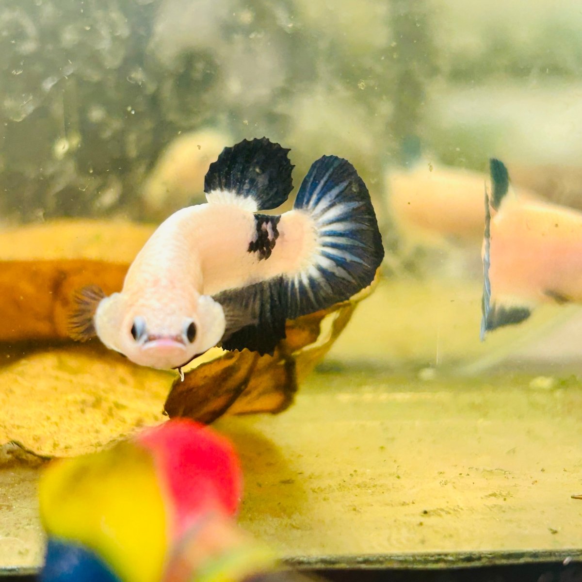 Plakat Blue Rim Male Betta 006