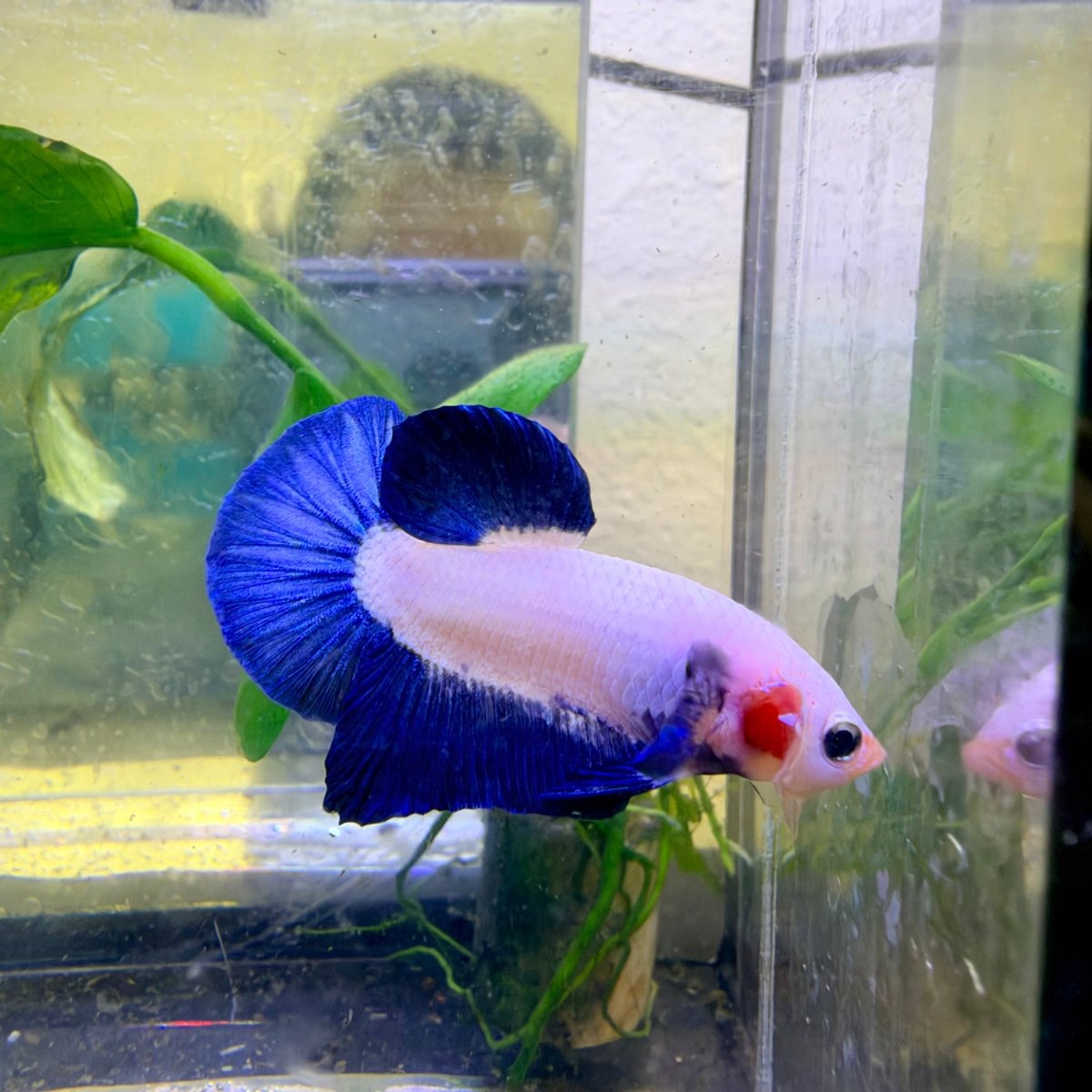 Plakat Blue Rim Male Betta #037