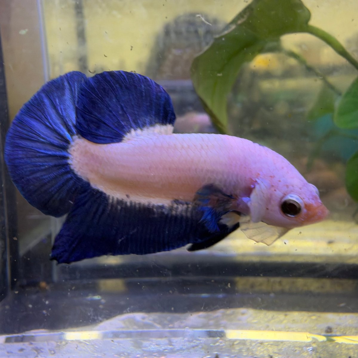 Plakat Blue Rim Male Betta #037