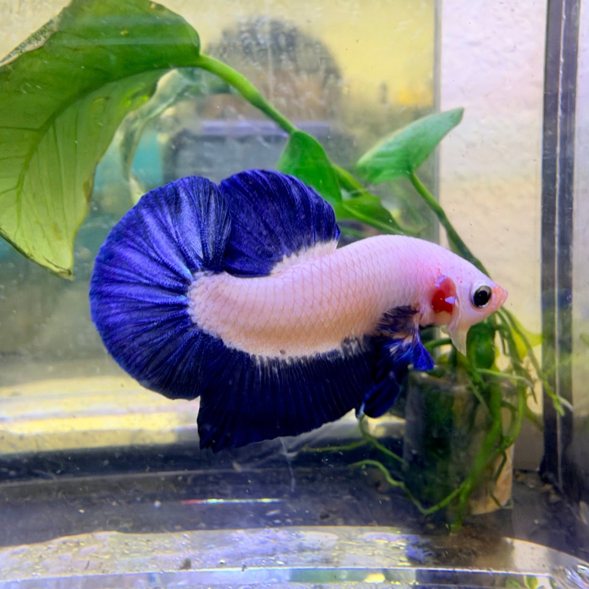 Plakat Blue Rim Male Betta #037