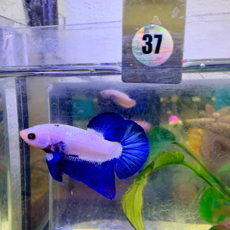 Plakat Blue Rim Male Betta #037 Male betta