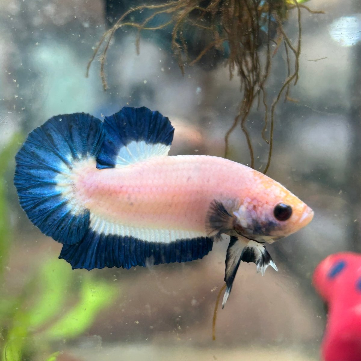 Plakat Blue Rim Male Betta 068