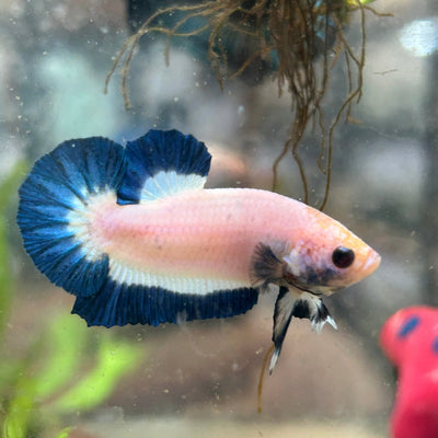 Plakat Blue Rim Male Betta 068