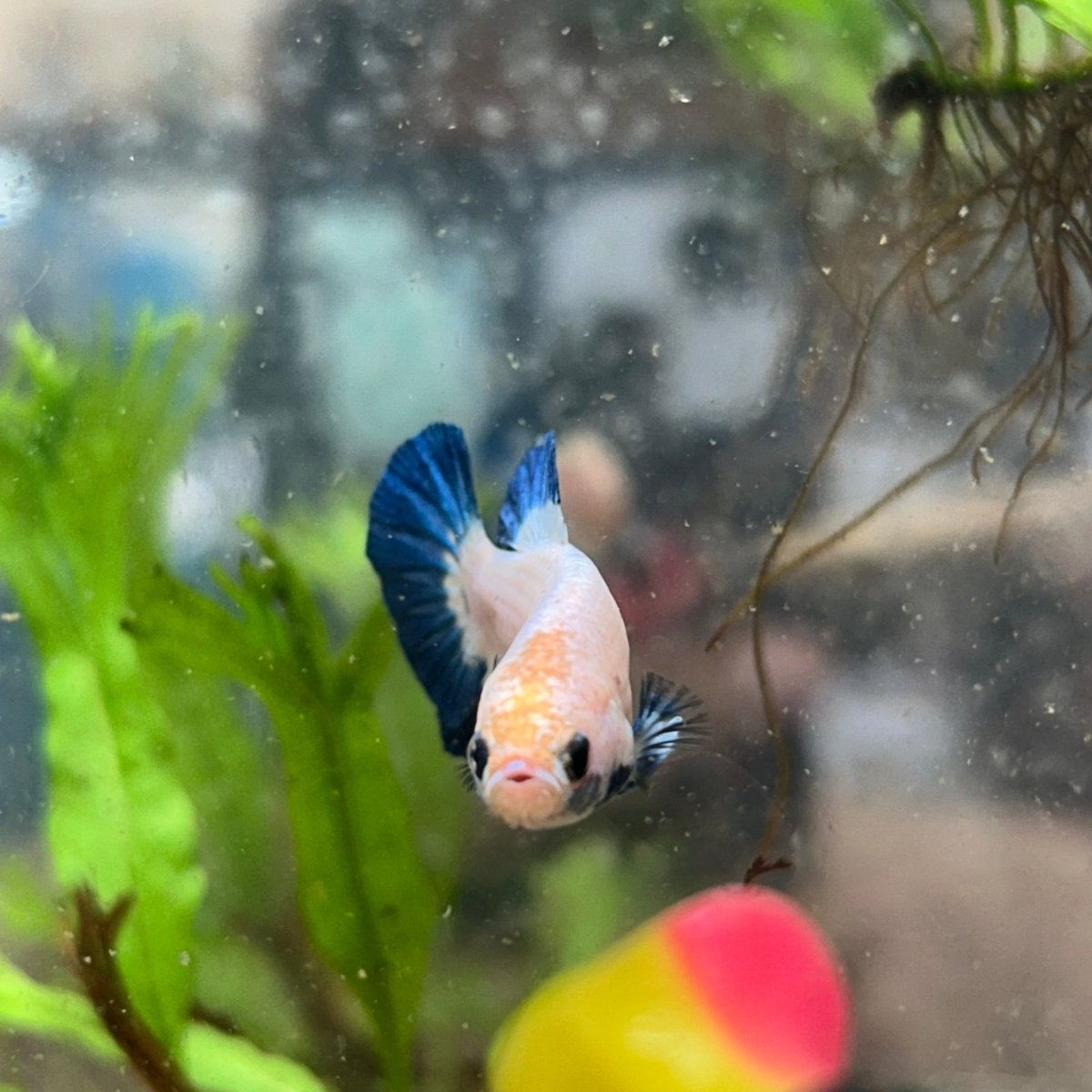 Plakat Blue Rim Male Betta 068