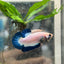 Plakat Blue Rim Male Betta 068