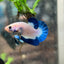 Plakat Blue Rim Male Betta 068