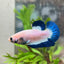 Plakat Blue Rim Male Betta 068