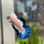 Plakat Blue Rim Male Betta 068