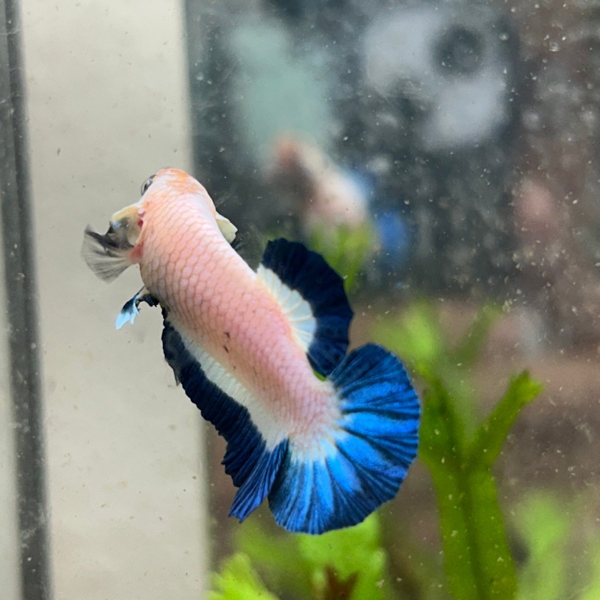 Plakat Blue Rim Male Betta 068