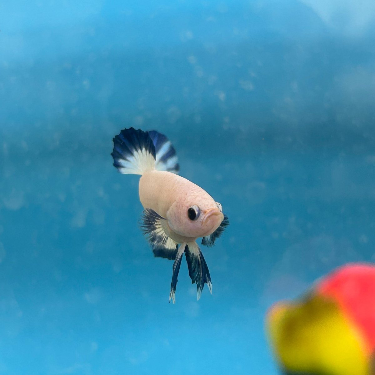 Plakat Blue Rim Male Betta