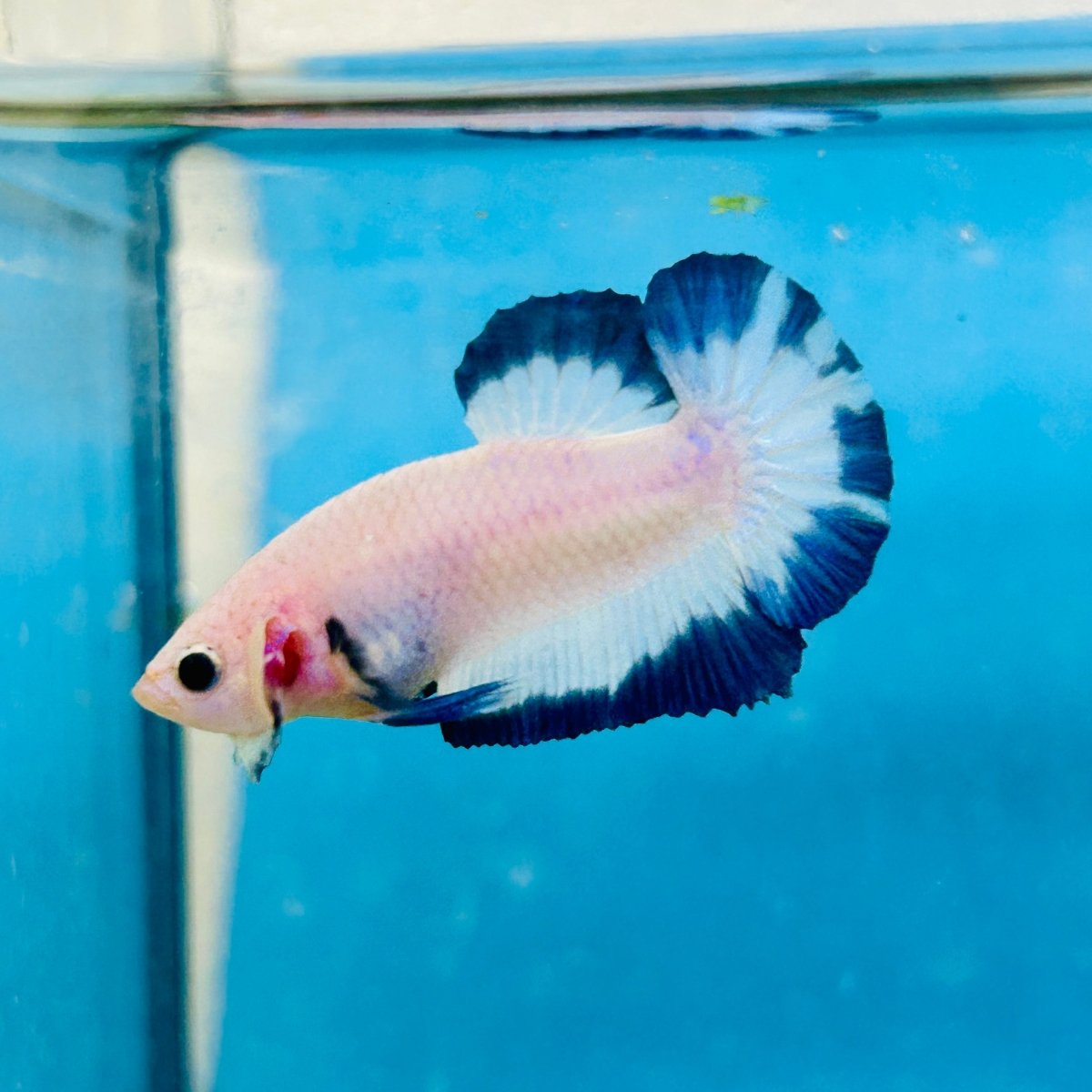 Plakat Blue Rim Male Betta