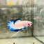 Plakat Blue Rim Male Betta 122