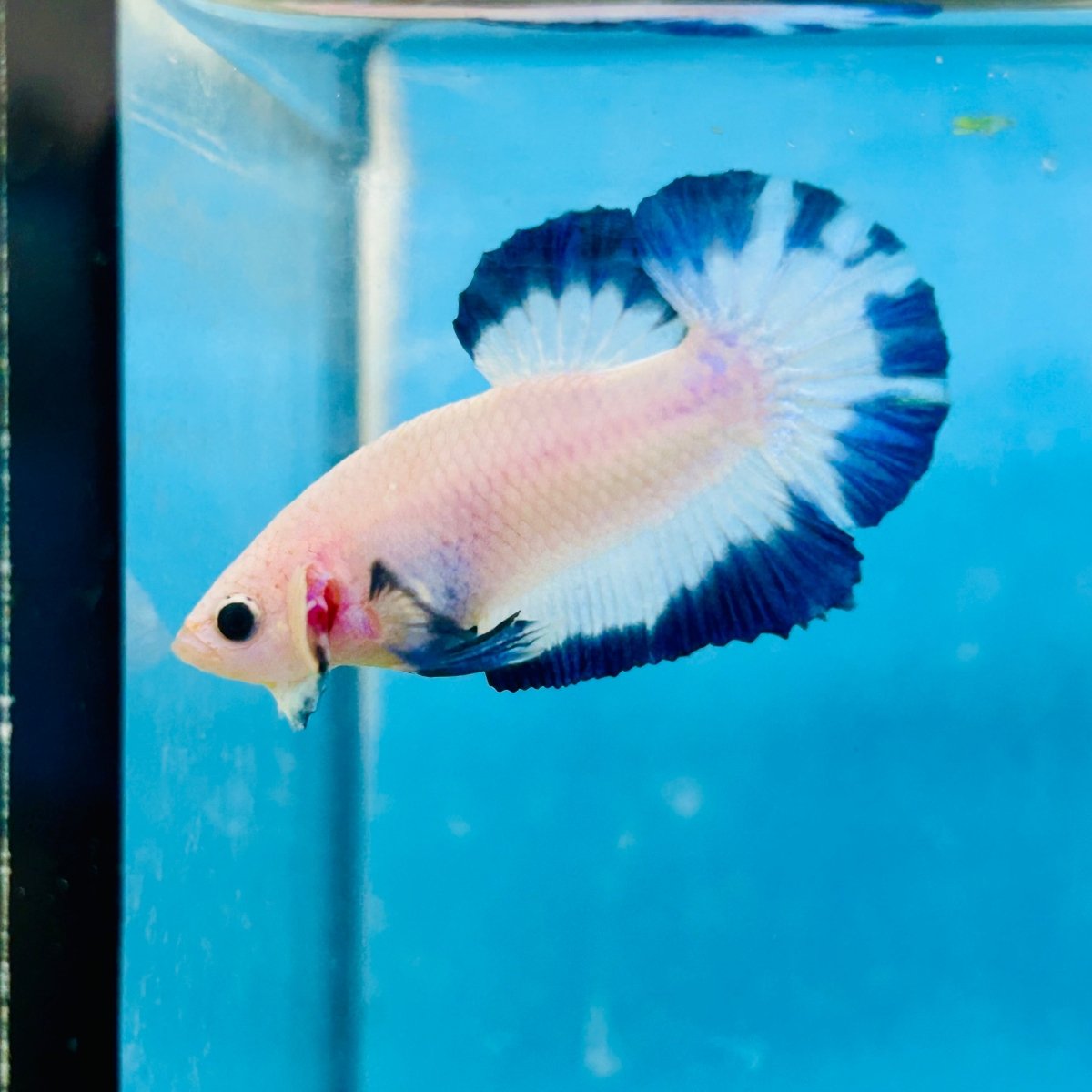 Plakat Blue Rim Male Betta 122