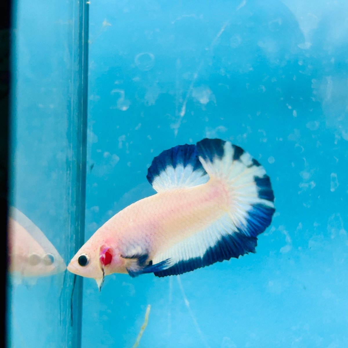Plakat Blue Rim Male Betta 122