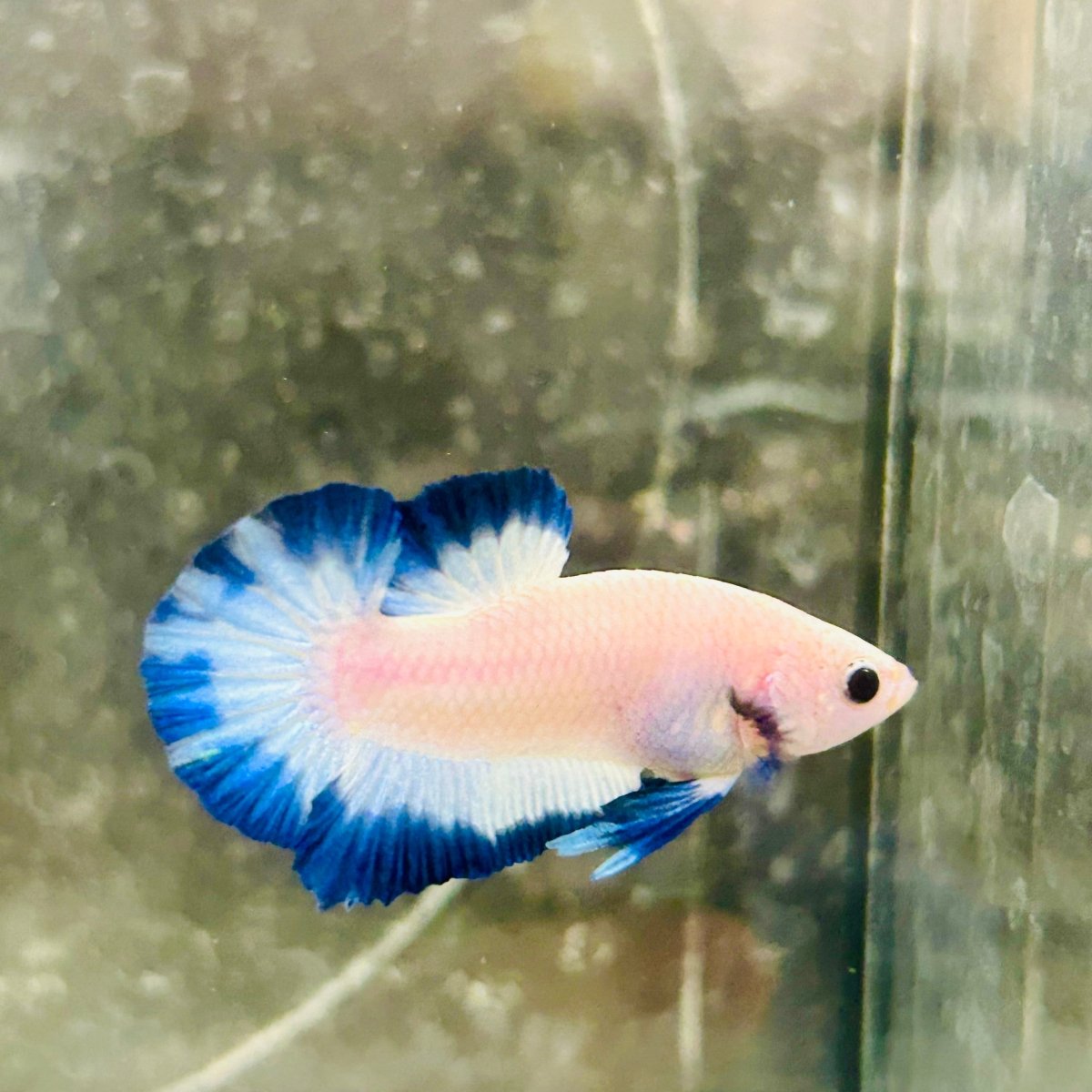 Plakat Blue Rim Male Betta