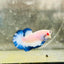 Plakat Blue Rim Male Betta 122