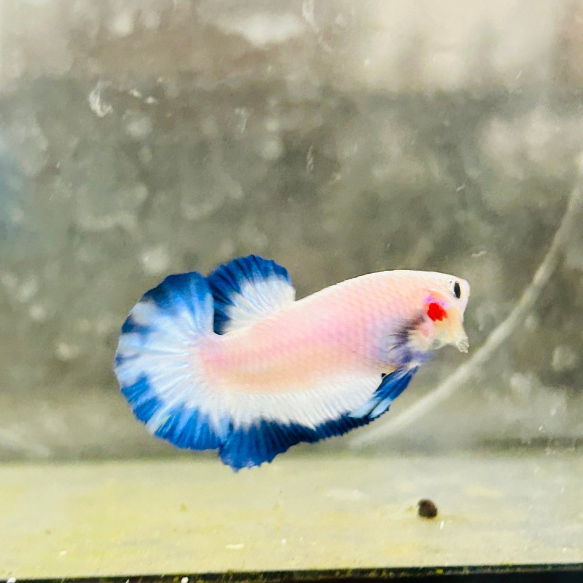 Plakat Blue Rim Male Betta